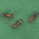 ants - pest control