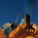crickets - pest control